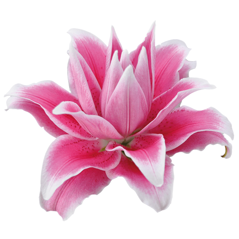 Buy Online High quality and Fresh Lily OR Double Isabella - Greenchoice Flowers