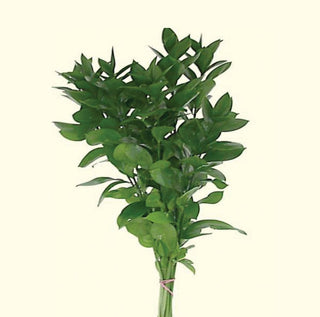 Ruscus Israeli