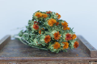 Buy Online High quality and Fresh Safflower Orange - Greenchoice Flowers