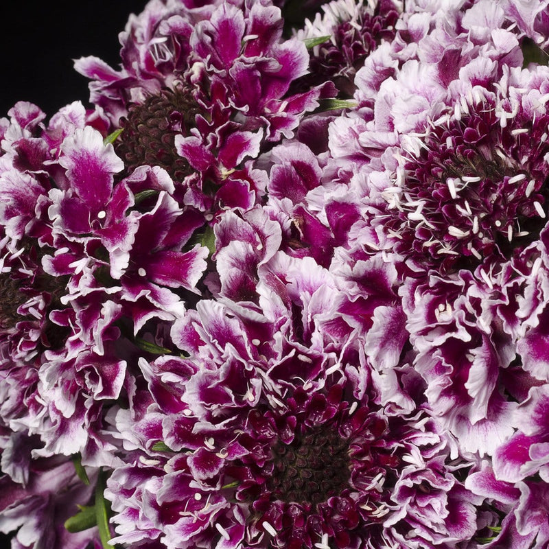 Buy Online High quality and Fresh Cherry Vanilla Scabiosa - Greenchoice Flowers