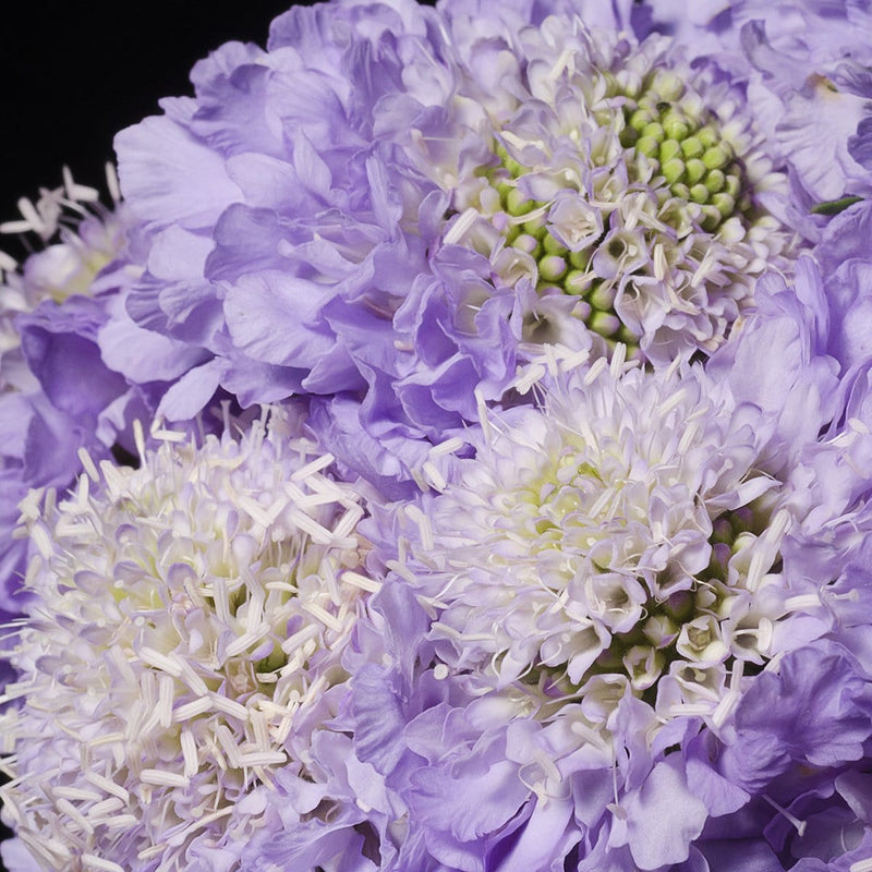 Buy Online High quality and Fresh Lavender Scoop Scabiosa - Greenchoice Flowers