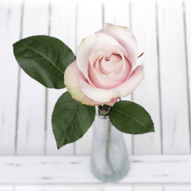 Buy Online High quality and Fresh Light Pink Rose - Greenchoice Flowers