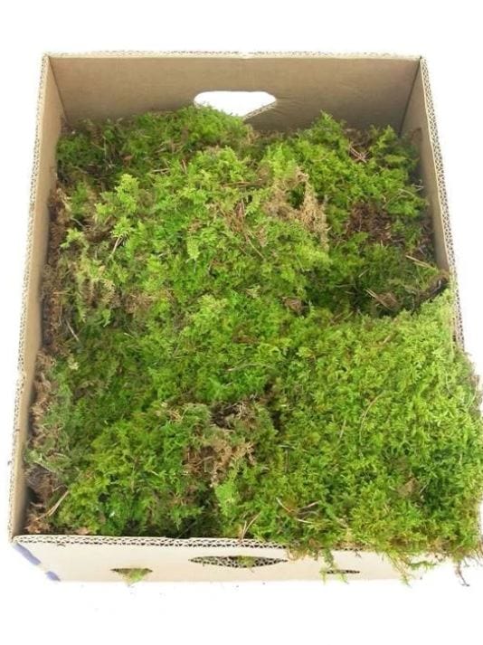 Sheet - Green Natural Moss Box (Fresh Cut)