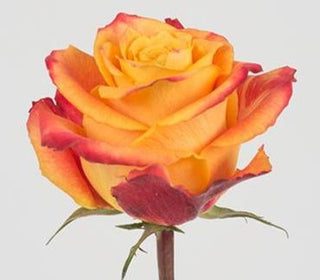 Buy Online High quality and Fresh Silantoi Rose - Greenchoice Flowers