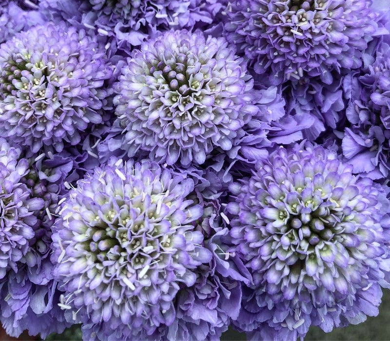 Buy Online High quality and Fresh Soft Scoop Scabiosa - Greenchoice Flowers