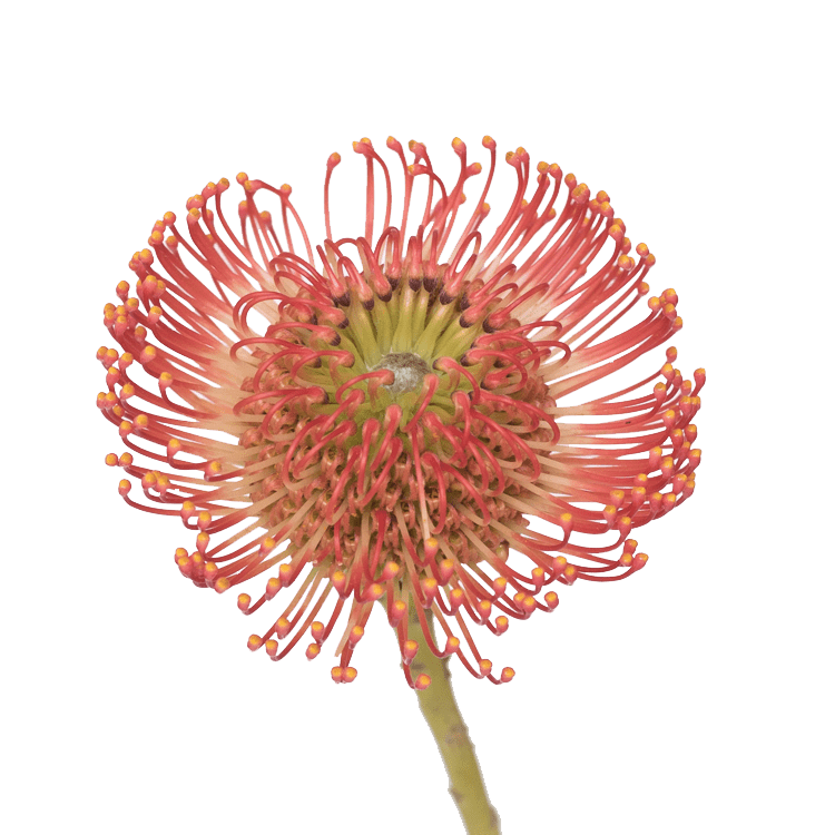 Protea Soleil 40cm  (African Flower)