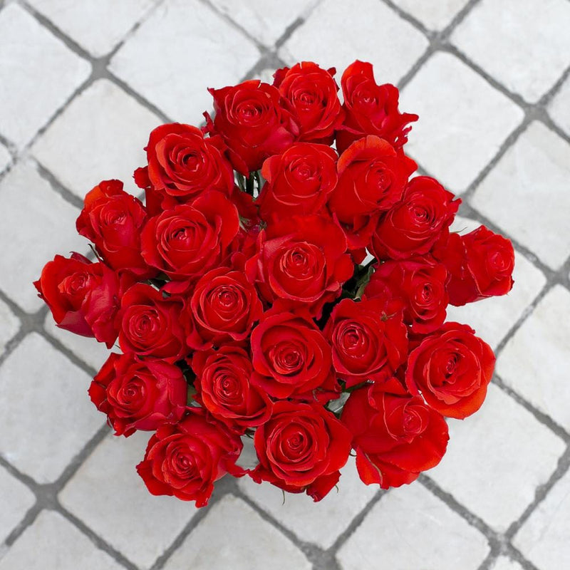 Buy Online High quality and Fresh Star 2000 Rose - Greenchoice Flowers