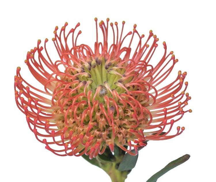 Protea Succession 40cm  (African Flower)