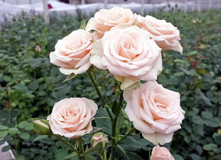 Buy Online High quality and Fresh Spray Rose Bombastic - Greenchoice Flowers