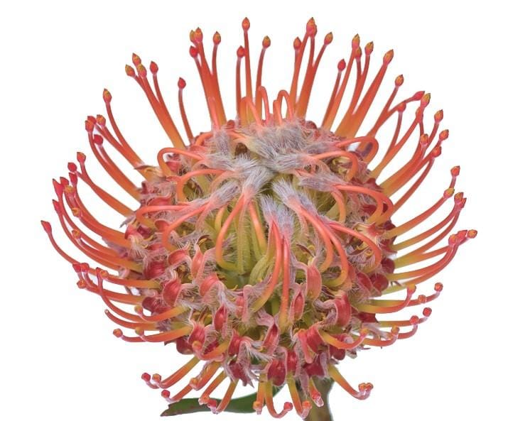 Protea Tango 40cm  (African Flower)