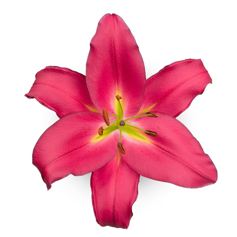 Buy Online High quality and Fresh Oriental Lily Tarrango - Greenchoice Flowers
