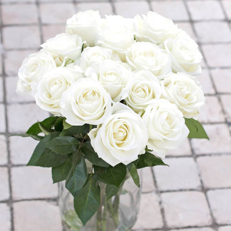 White Tibet Wedding Rose (Ecuador Freshcut)