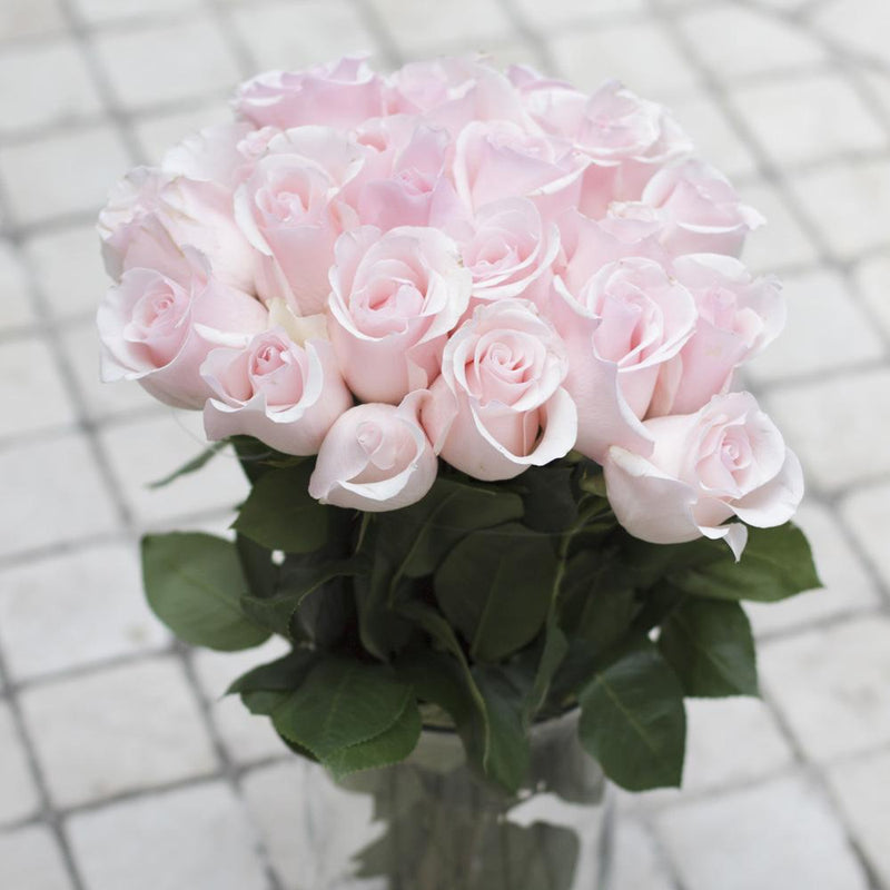 Buy Online High quality and Fresh Titanic Rose - Greenchoice Flowers