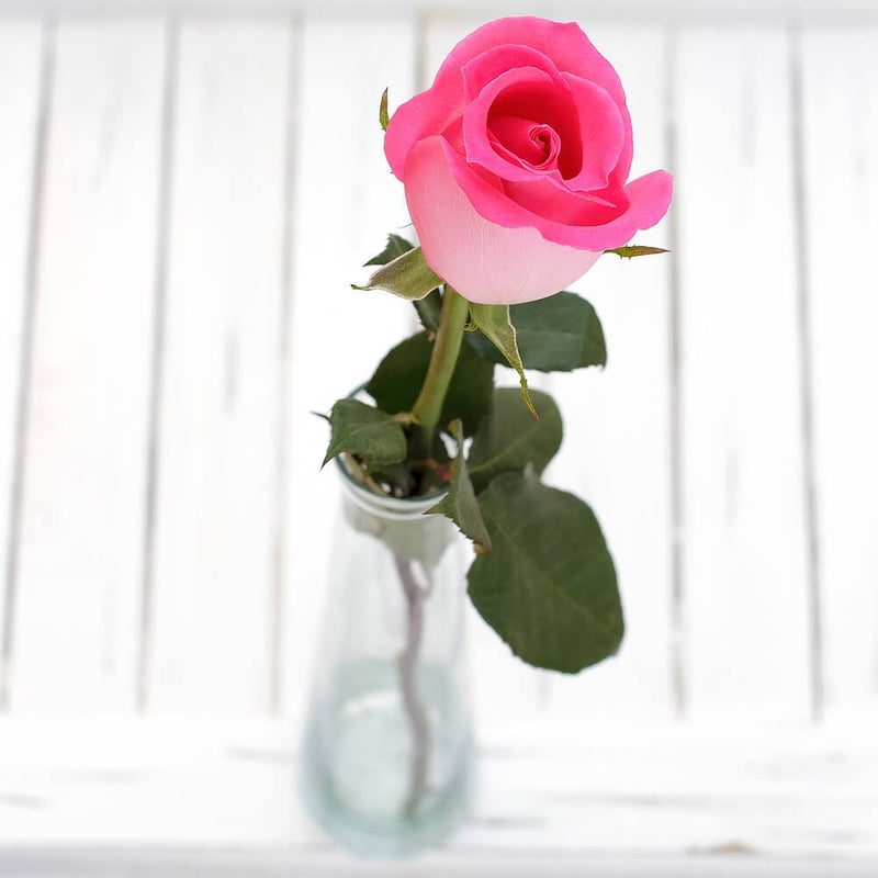 Buy Online High quality and Fresh Pink Rose - Greenchoice Flowers