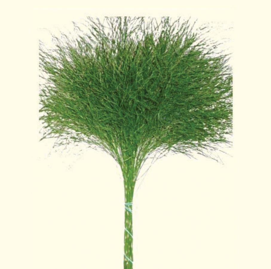 Tree Fern Garland