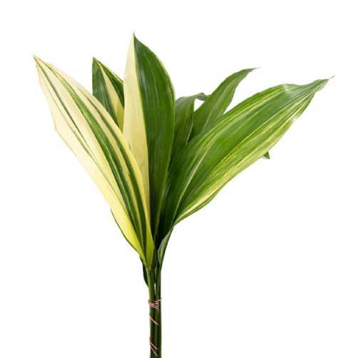 Buy Online High quality and Fresh Variegated Aspidistra - Greenchoice Flowers