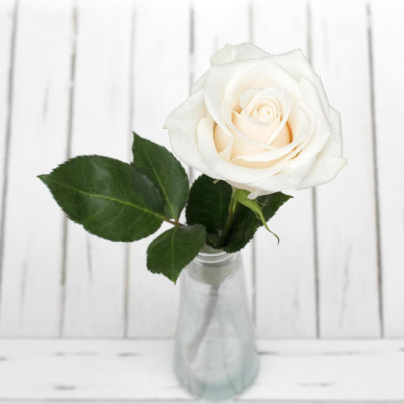 Buy Online High quality and Fresh Vendela Rose - Greenchoice Flowers