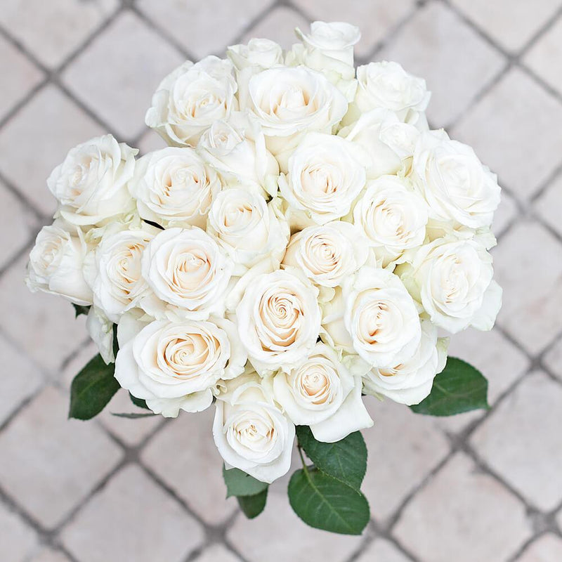 Mondella Roses Vendela Rose