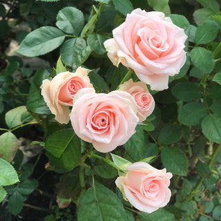 Buy Online High quality and Fresh Spray Rose Bombastic - Greenchoice Flowers