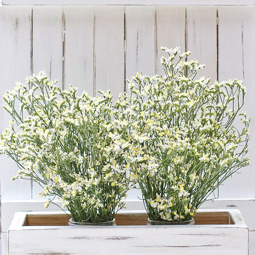 Buy Online High quality and Fresh White Limonium - Greenchoice Flowers