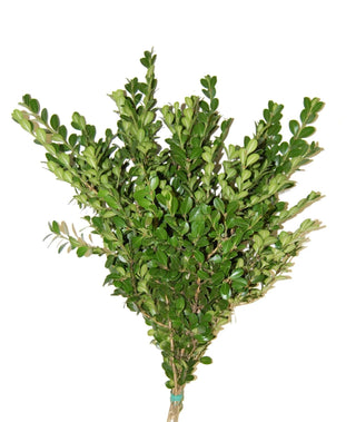 Wintergreen Boxwood Holiday Green Christmas Pine Bunch (Fresh Cut)