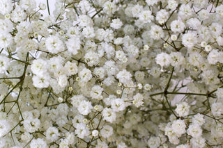 Buy Online High quality and Fresh Gypsophila Xlence - Greenchoice Flowers