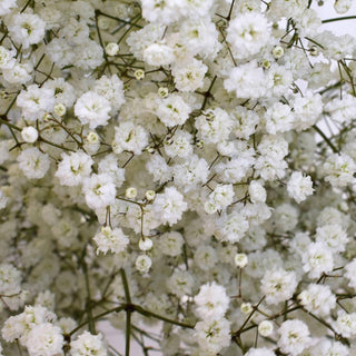 Buy Online High quality and Fresh Gypsophila Xlence - Greenchoice Flowers