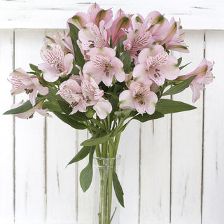 Buy Online High quality and Fresh California Dream - Greenchoice Flowers