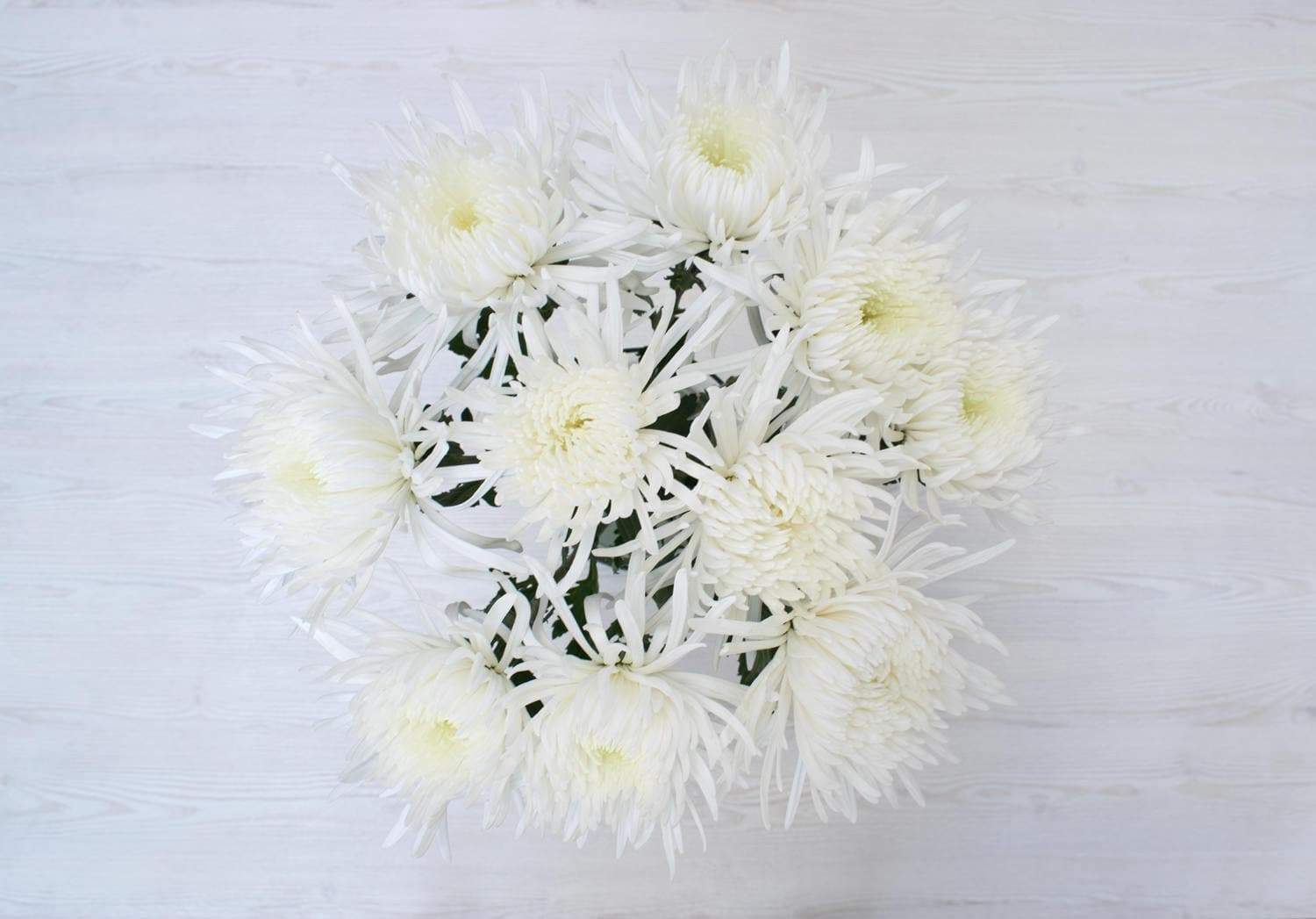 where to buy spider mums plants White Spider Mums – Greenchoice Flowers