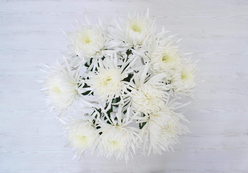 Buy Online High quality and Fresh Anabel Spider Mums - Greenchoice Flowers