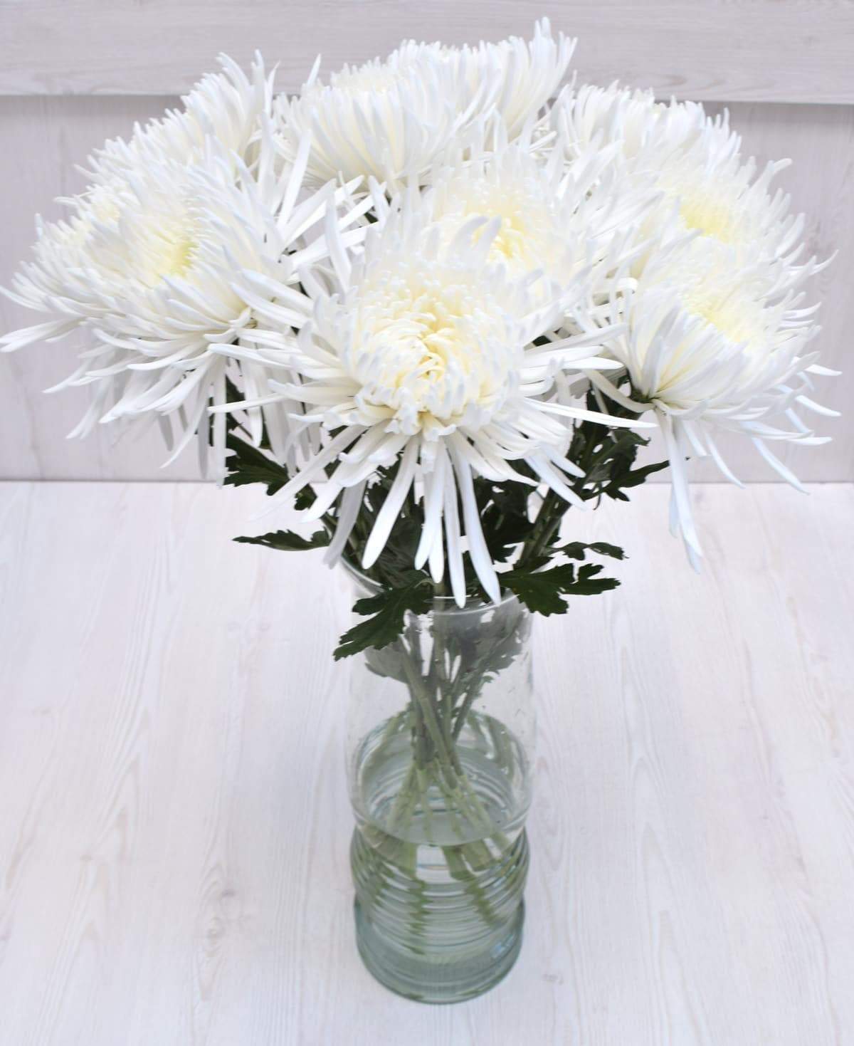 spider mums plants White Spider Mums