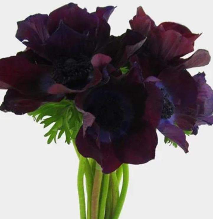 Buy Online High quality and Fresh Anemone Burgundy - Greenchoice Flowers