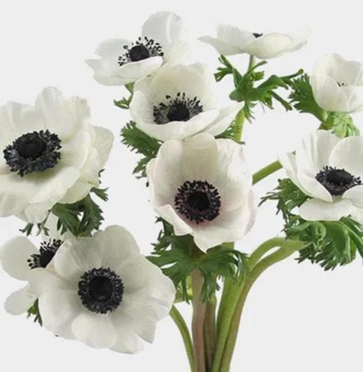 Buy Online High quality and Fresh Anemone White - Greenchoice Flowers
