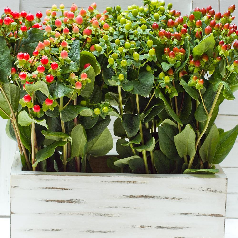 Buy Online High quality and Fresh Assorted Spray Hypericum - Greenchoice Flowers