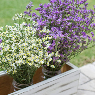 Buy Online High quality and Fresh Assorted Limonium - Greenchoice Flowers