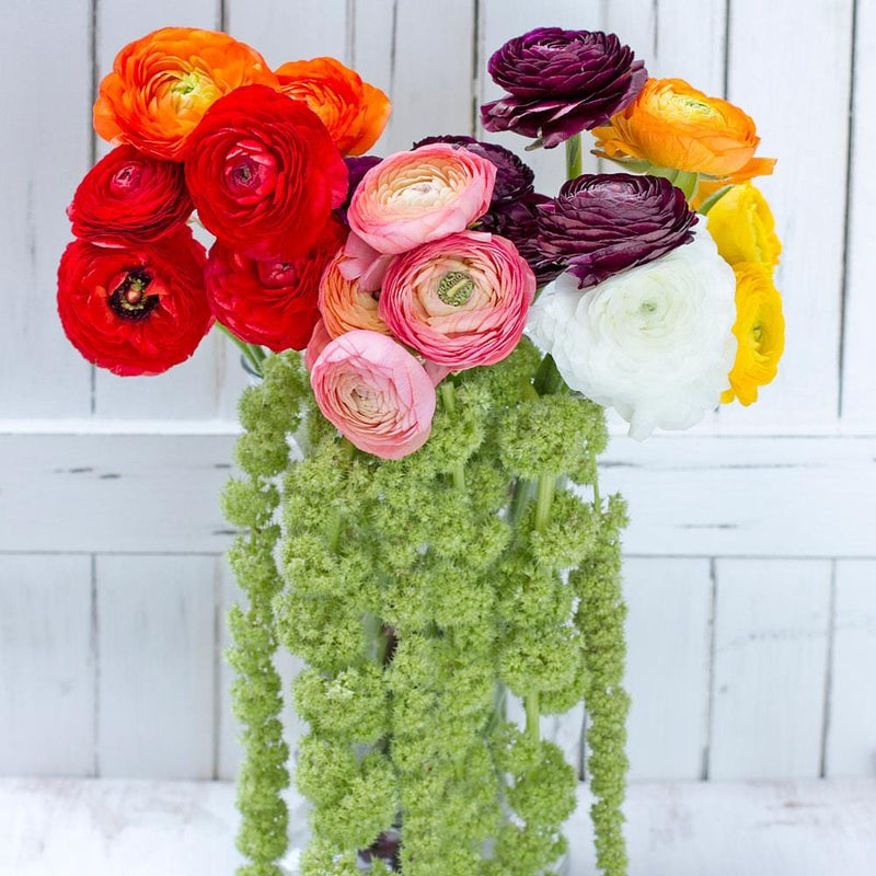 Buy Online High quality and Fresh Assorted Ranunculus - Greenchoice Flowers