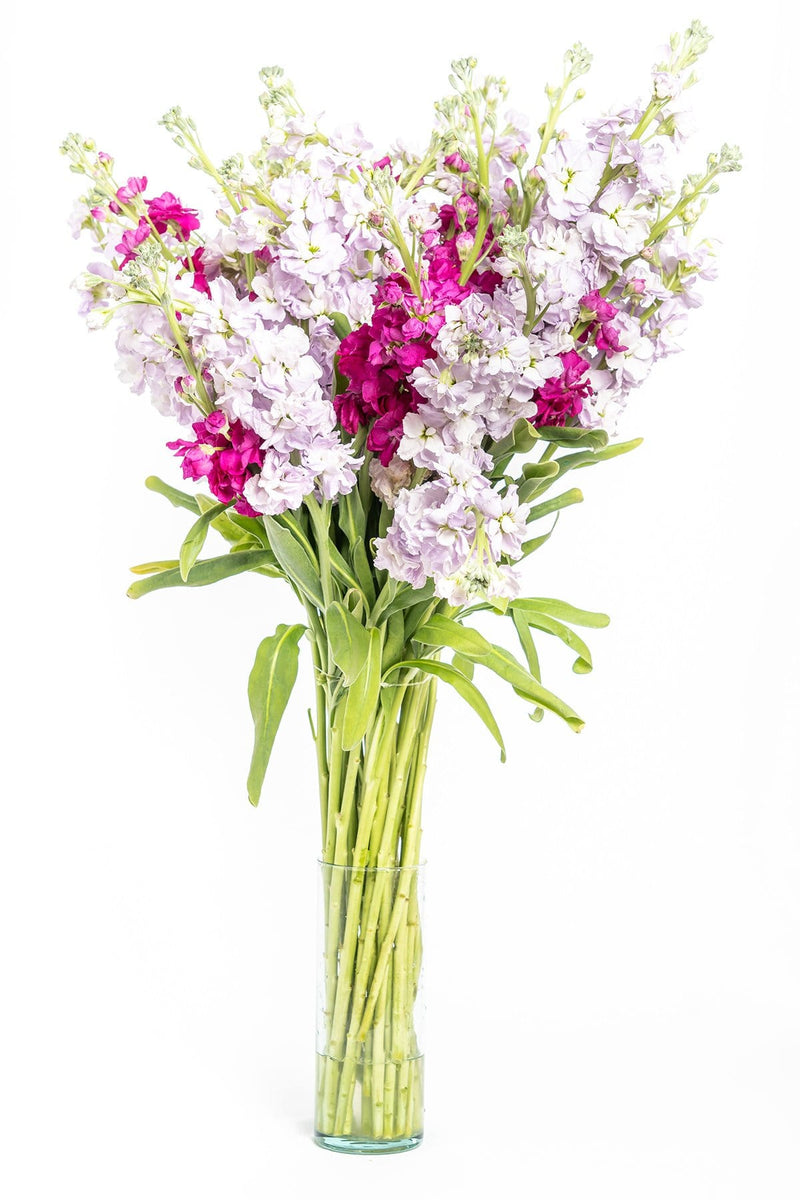 Buy Online High quality and Fresh Assorted Stock - Greenchoice Flowers