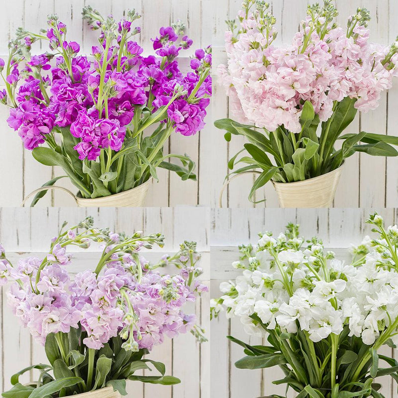 Buy Online High quality and Fresh Assorted Stock - Greenchoice Flowers