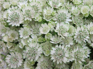 Buy Online High quality and Fresh White Astrantia - Greenchoice Flowers