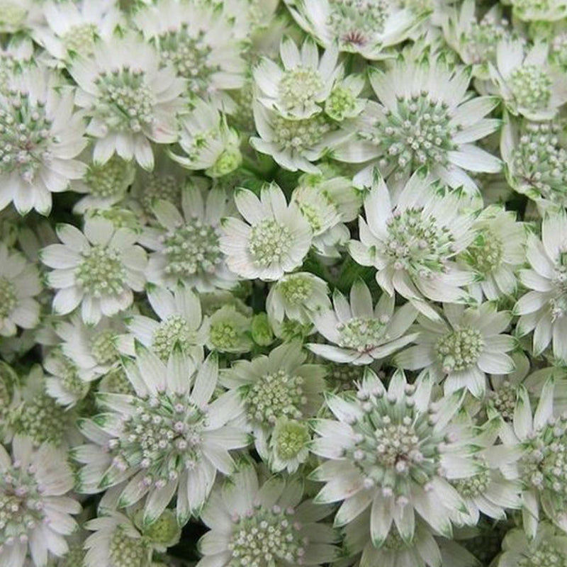 Buy Online High quality and Fresh White Astrantia - Greenchoice Flowers
