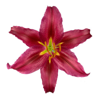 Oriental Lily Bacardi