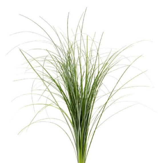 Buy Online High quality and Fresh Bear Grass - Greenchoice Flowers