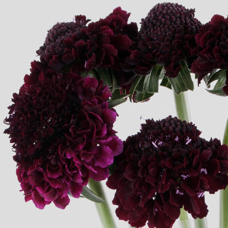 Buy Online High quality and Fresh Blackberry Scoop Scabiosa - Greenchoice Flowers