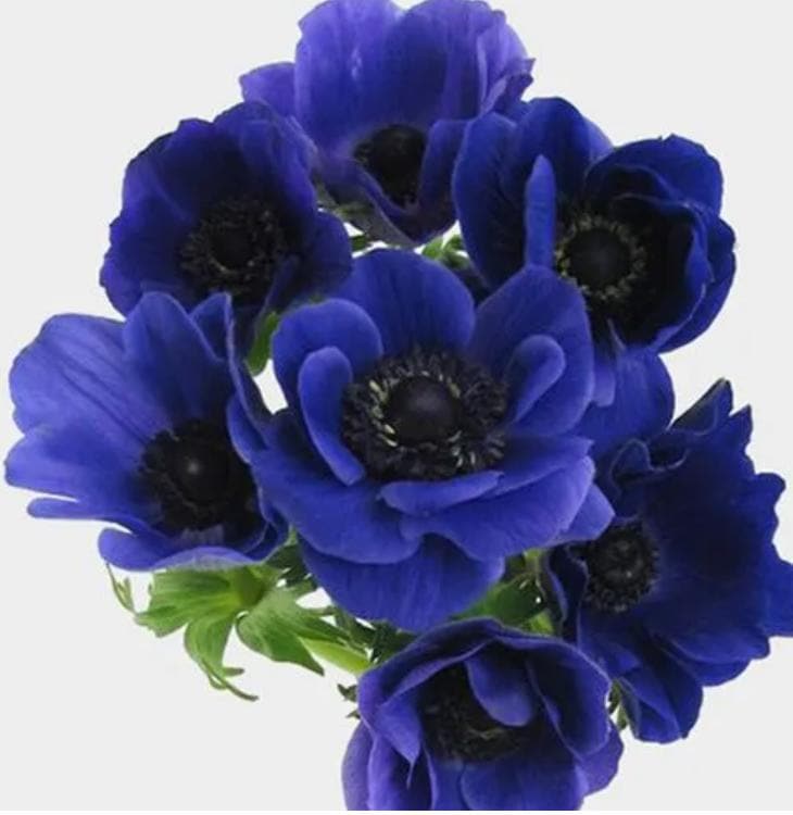 Buy Online High quality and Fresh Anemone Blue - Greenchoice Flowers