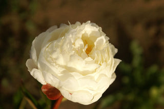 Buy Online High quality and Fresh Bowl of Cream Peony - Greenchoice Flowers