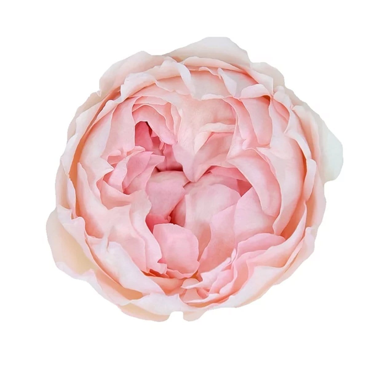 Quicksand Novelty Rose - Cream Beige Blush