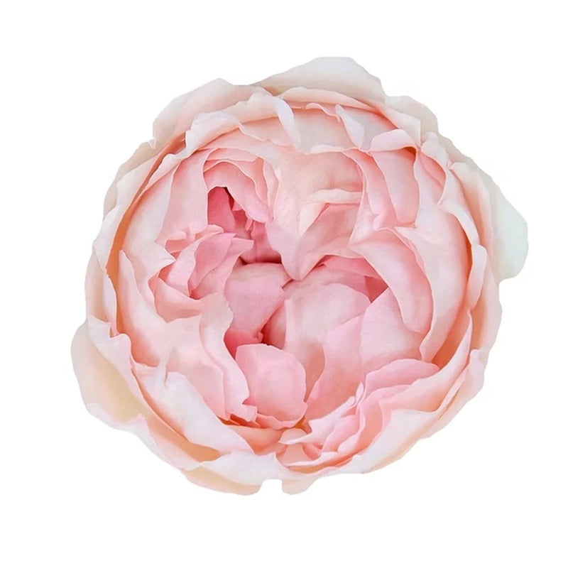 Bridal Tiara Light Pink Garden Rose
