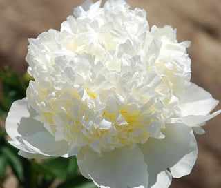 Buy Online High quality and Fresh Bridal Shower Peony - Greenchoice Flowers