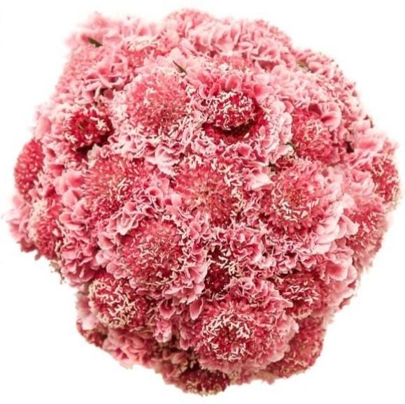 Buy Online High quality and Fresh Focal Scabiosa Bubblegum - Greenchoice Flowers