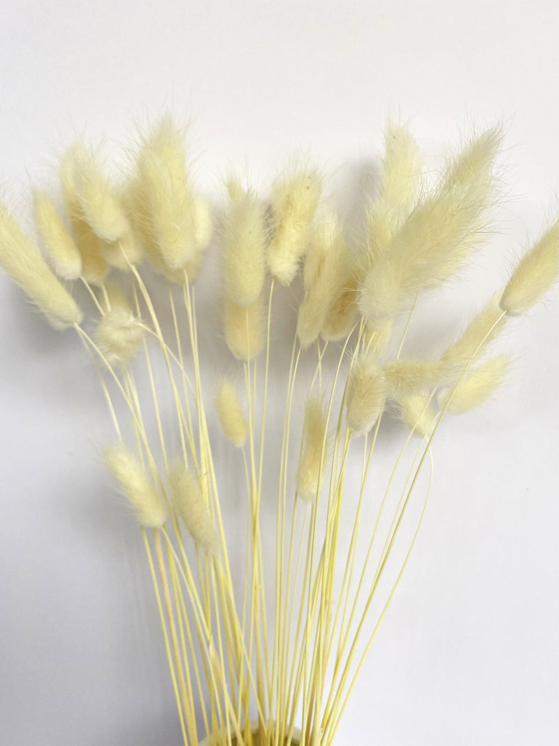 Bunny Tails Dried Natural Preserved